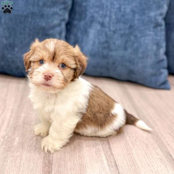 Harry, Havanese Puppy